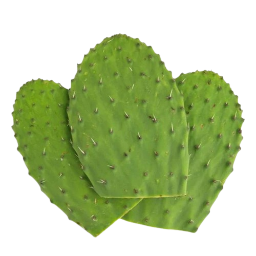 Nopal