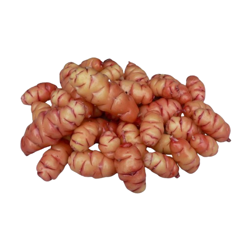 Oca