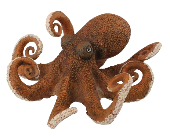 Octopus