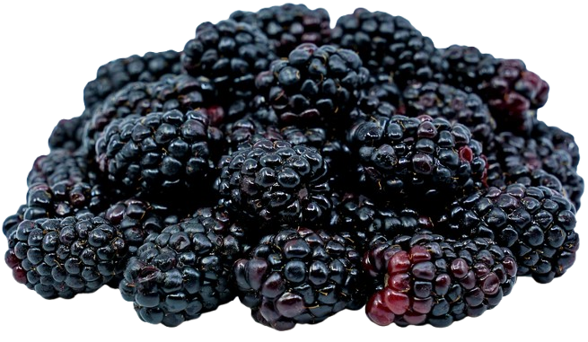 Olallieberry
