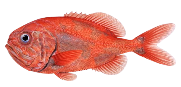 Orange Roughy