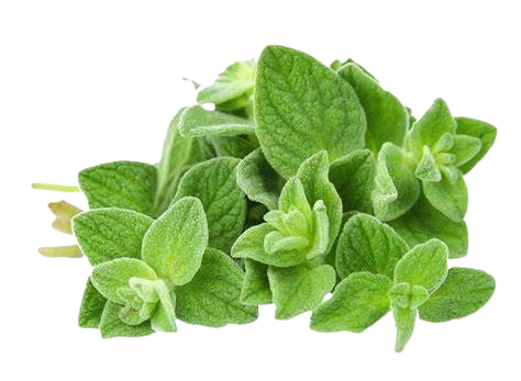 Oregano