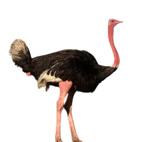 Ostrich