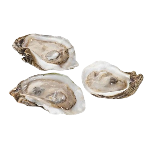 Oyster
