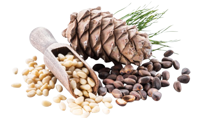 Pine Nut