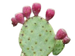 Prickly Pear