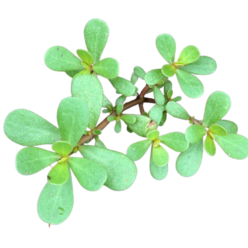 Purslane