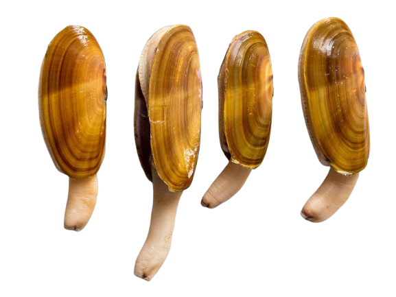 Razor Clam