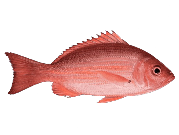 Red Snapper