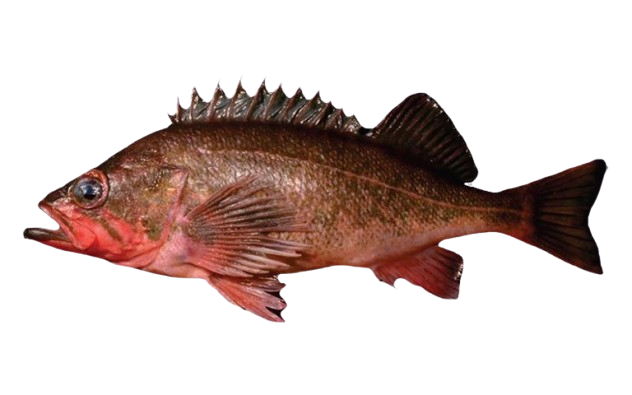 Rockfish