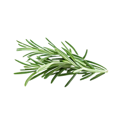 Rosemary