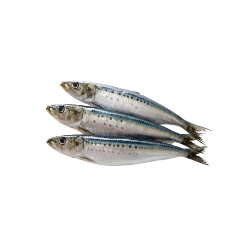 Sardines