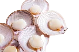 Scallops