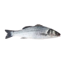 Sea Bass