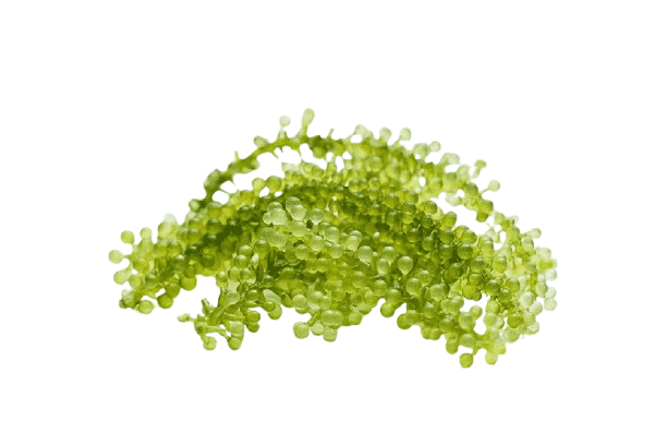 Sea Grape