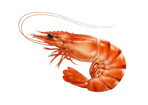 Shrimp