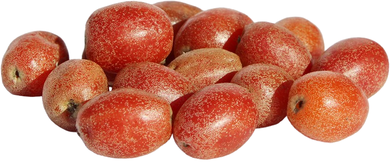 Silverberry