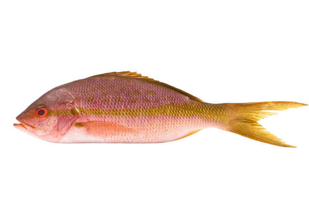 Snapper
