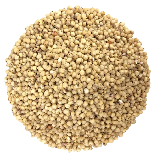 Sorghum