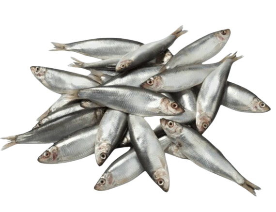 Sprats