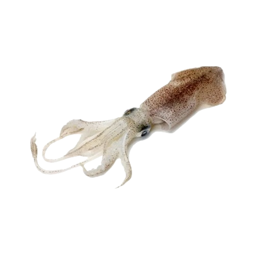 Squid
