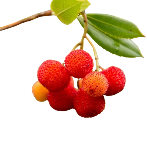 Strawberry Tree