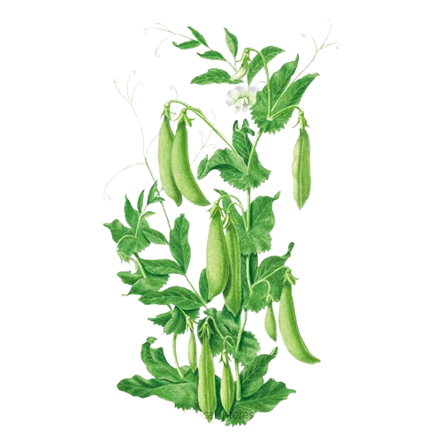 Sugar Peas