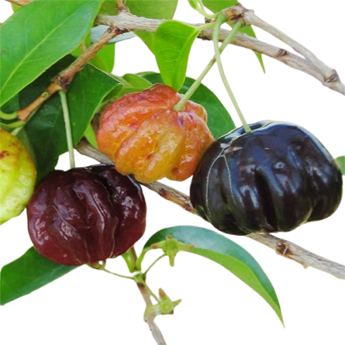 Surinam Grape