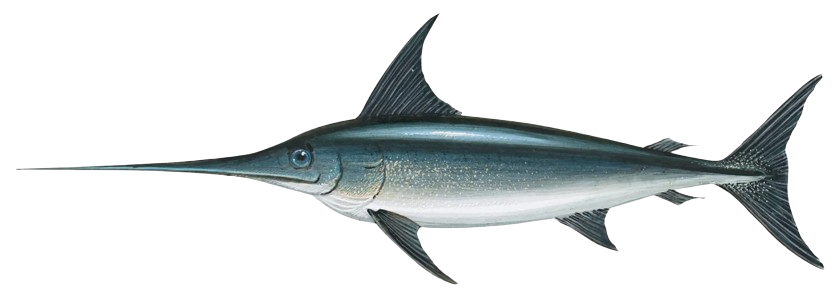 Swordfish