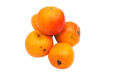 Tejocote