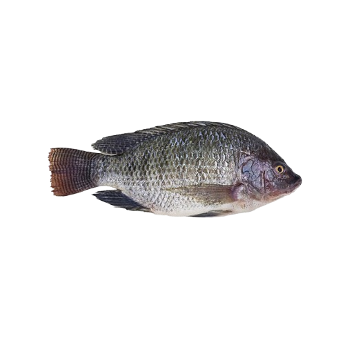 Tilapia