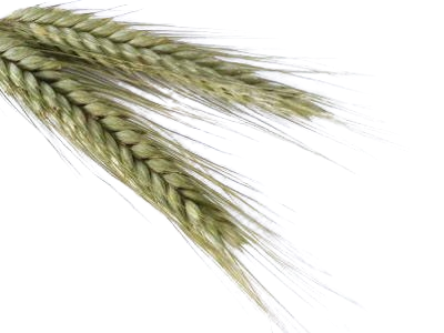 Triticale