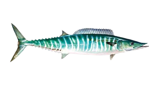 Wahoo