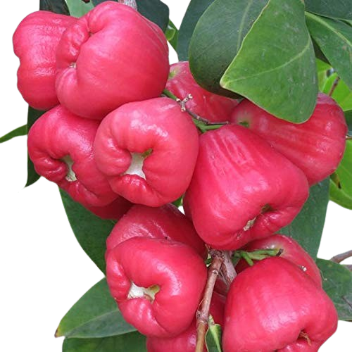 Water Apple