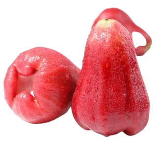 Wax Apple