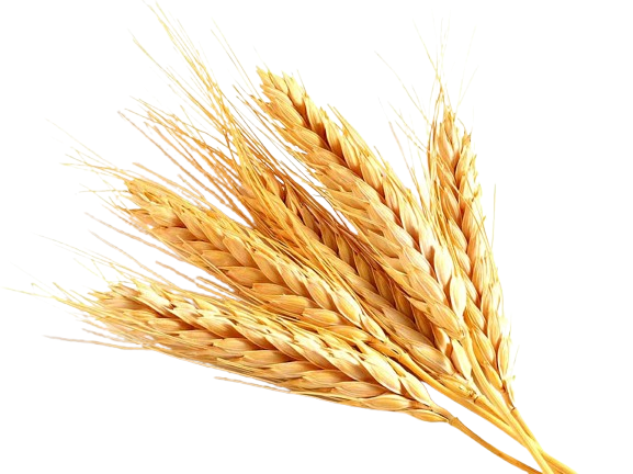 Wheat