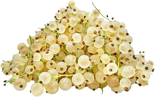 White Currant