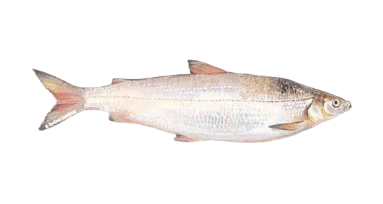 White Fish