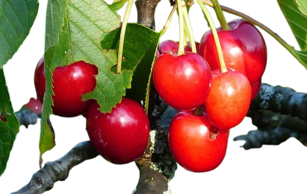Wild Cherry