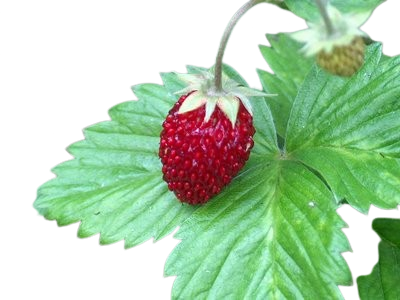Wild Strawberry