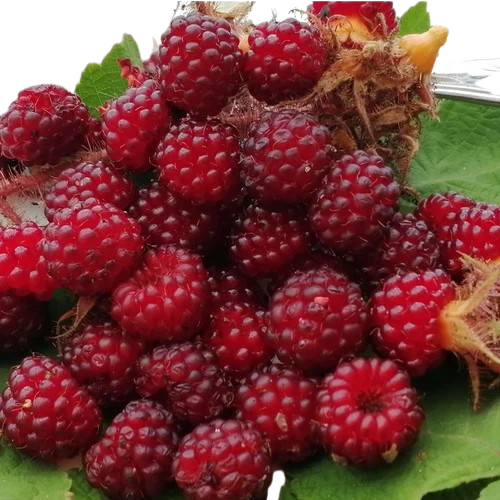 Wineberry