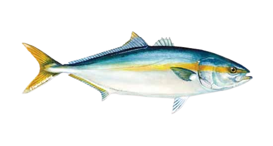 Yellowtail