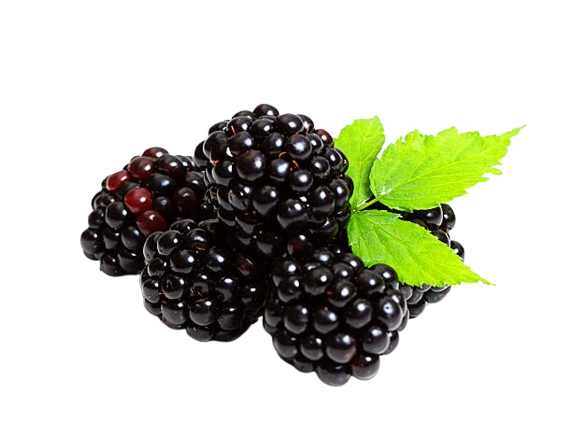 Yunnan Blackberry