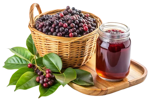 Yunnan Hackberry