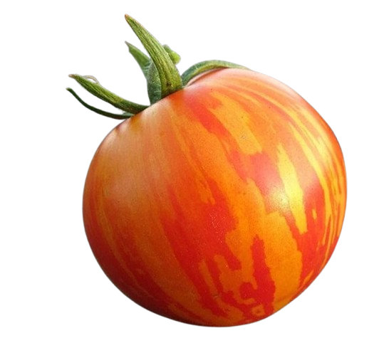 Zebra Tomato