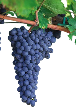 Zinfandel Grapes