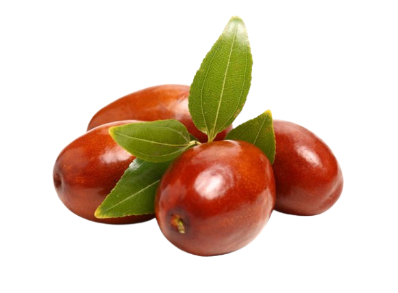 Ziziphus