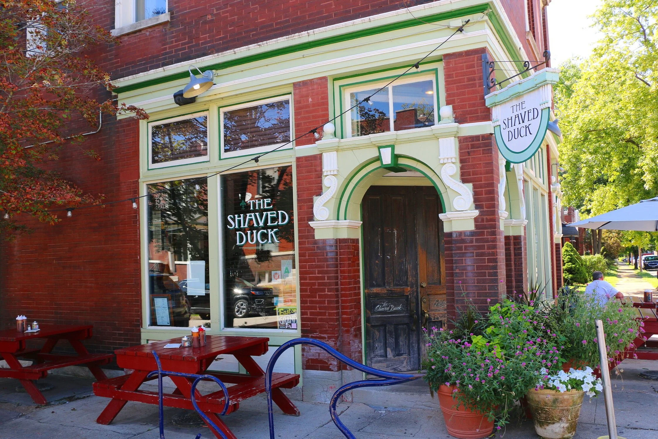 The Shaved Duck